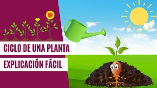 Ciclo de una PLANTA  EXPLICACIÓN FÁCIL para niños [upl. by Mcclenon965]