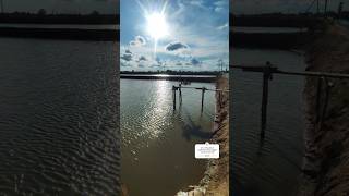 Explore for vannamie shrimp farm updates subscribe [upl. by Ynez]