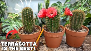 Separating and Repotting Tips For Cactus 🌵 [upl. by Mages]