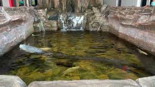 Arapaima and Alligator Predators in Small Fish Pond [upl. by Eatnom]