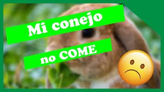 Porque MI CONEJO NO COME [upl. by Rikki]