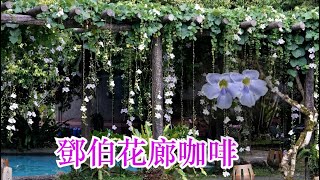 Thunbergia grandiflora  宜蘭員山鄧伯花廊咖啡  大鄧伯花柔和浪漫享受夏日悠閒時光 [upl. by Denny]