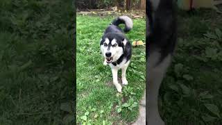 Hot Diggity Dog alaskanmalamutes malamutelovers funnydogs [upl. by Kohler]