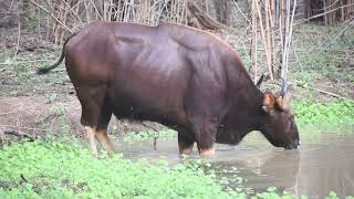 Tadoba Agarzari gate Jeep safari tigerreserve traveltadobanationalpark nishakishoresmerirassoi [upl. by Yahsel]