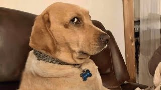 Funny Dogs Reacting To Lemons Compilation  NEW HD [upl. by Fransisco588]