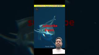 Great shark aquarium mein kyon nahin Rakha jata shark amazingfacts [upl. by Ozen]