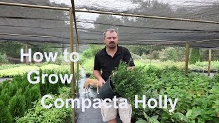 How to grow Compacta Hollies with detailed description [upl. by Harikahs296]