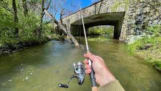 TROUT Fishing with 1 Lure creek fishing [upl. by Annaiuq]