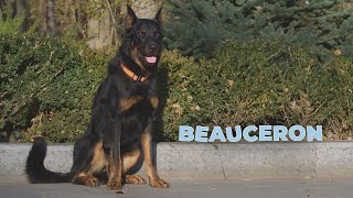 Beauceron Dog Breed  Facts and Personality Traits 4k Video [upl. by Ainod241]