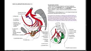 3 VESSIE VASCULARISATION 1 [upl. by Lewej]