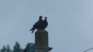 Loveydovey Couple of Rock Pigeons  Billing Behaviour Kissing [upl. by Roth660]