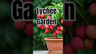 Lychee gardening new technic lychee healthyfruit nature fruitlover shorts viralvideo trending [upl. by Nilahs]