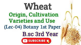 Wheat Bsc 3rd year Botany 1st Paper Origin Cultivation and varieties of wheat Triticum astivem [upl. by Maples]