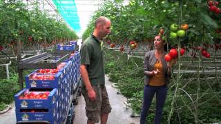 Jorrit Jonkers en Roy van der Ploeg over Bio Tomaten [upl. by Yarehs]