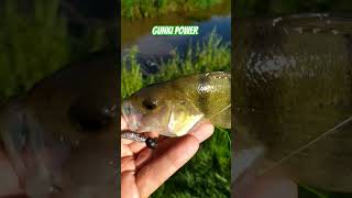 GUNKI POWER gunki illex fishing catchandrelease [upl. by Parsaye]