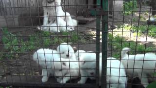 Puppies Caucasian Shepherd and puppies Samoyed [upl. by Inihor]