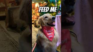 WILL YOU FEED HER⁉️🥹 dog doglover doglife cutedog goldenretriever pets petlover dogshorts [upl. by Iruam]