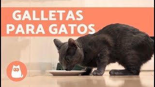 GALLETAS para gatos caseras de SARDINA  Premios caseros PARA GATOS [upl. by Llerral]