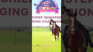 Girl Riding Doing a Tent Pegging From Pakistan horseriding horseridingstatus tentpegging [upl. by Ahsekyw]