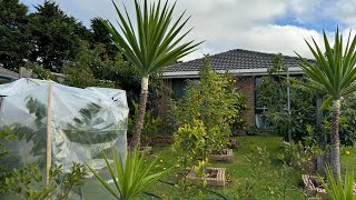 First Week of winter front yard update 🇦🇺🥶😊 [upl. by Slocum]