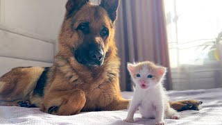 German Shepherd is Confused by the Meowing of a Tiny Kitten [upl. by Seline17]