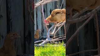 Buff Orpington Chickens Roosting chickens bufforpington [upl. by Yelruc]