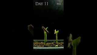 Watching a Desert Rose Plant Grow From Seed in Timelapse [upl. by Benson344]