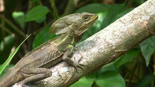 Basiliscus vittatus Brown basilisk  Basilisco o Charancaco male  macho Video 02 [upl. by Byram]