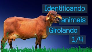 Girolando 14 Guia rápido de identificação [upl. by Dickie]