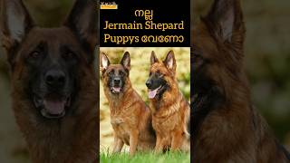 German puppys എവിടെ കിട്ടും jermanshepherd [upl. by Ived]