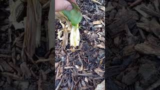 What has happened with our bareroot Iris autumngarden [upl. by Christie33]