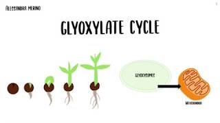 Glyoxylate cycle [upl. by Dennis]