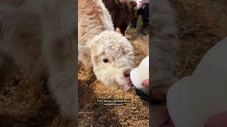 Bottle feeding my baby mini cows cow minicow babyanimals [upl. by Ydda]