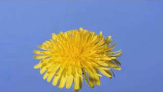 Time lapse Dandelion flower to seed head [upl. by Eardnaed]