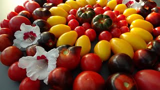 Meine Tomatensorten 2022 mit Bildern  Fortschritt bei den Buschtomaten  Ernte im Mai möglich [upl. by Nylrak]