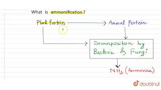 What is ammonification [upl. by Aridan]