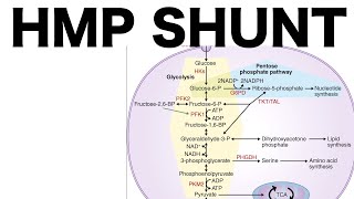 HMP Shunt Pentose Pathway [upl. by Dyan]