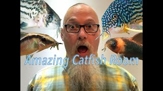 Visiting an amazing Canadian Corydoras catfish breeder You wont believe what you see [upl. by Enovi991]