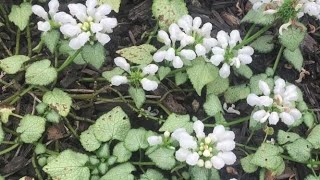 Lamium White  After Bloom Prune  June 16 [upl. by Josiah]