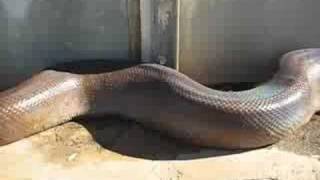 Unbelievable and very scary Anaconda snake bite [upl. by Aniaz496]