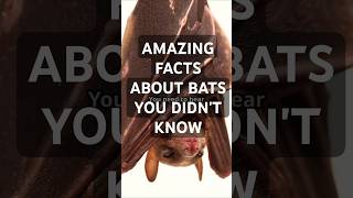 Amazing Facts About Bats You Didnt Know [upl. by Ahsina]