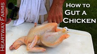 How to Gut a Chicken  Heartway Farms  Cornish Cross Chicken Processing  Prepping a Chicken [upl. by Oruasi906]