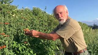 How to grow Wild Dagga Leonotis leonurus [upl. by Dnalon]