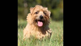 Норфолк ТерьерNorfolk Terrier порода собак HD slide show [upl. by Aikrehs579]