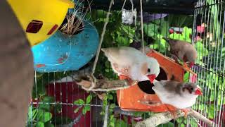 Zebra finch cage setup  Finch bird  youtubevideo video birds zebrafinch finch cage yt [upl. by Waldack]