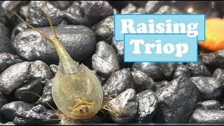 raising triops [upl. by Repsac923]