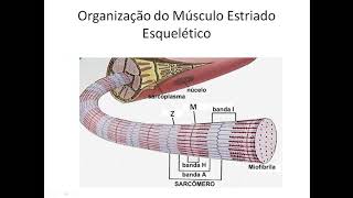 Fisiologia do Músculo Estriado Esquelético [upl. by Norine932]