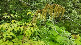 goats beard Aruncus dioicus [upl. by Yldarb931]