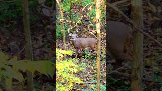 This big buck was no match for the G5 Outdoors Megameat [upl. by Nreval]