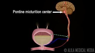 Micturition Reflex  Neural Control of Urination Animation Video [upl. by Able]